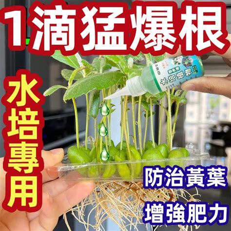 水培營養液|盆栽高手支招：自製水培營養液，簡單又實惠！